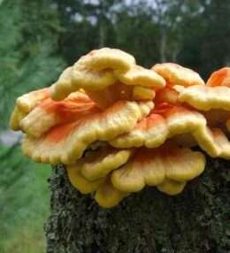 Chicken of the Woods recipe