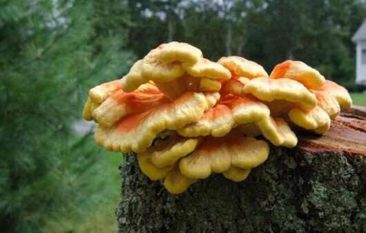 Chicken of the Woods recipe