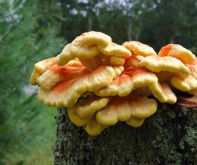 Chicken of the Woods recipe