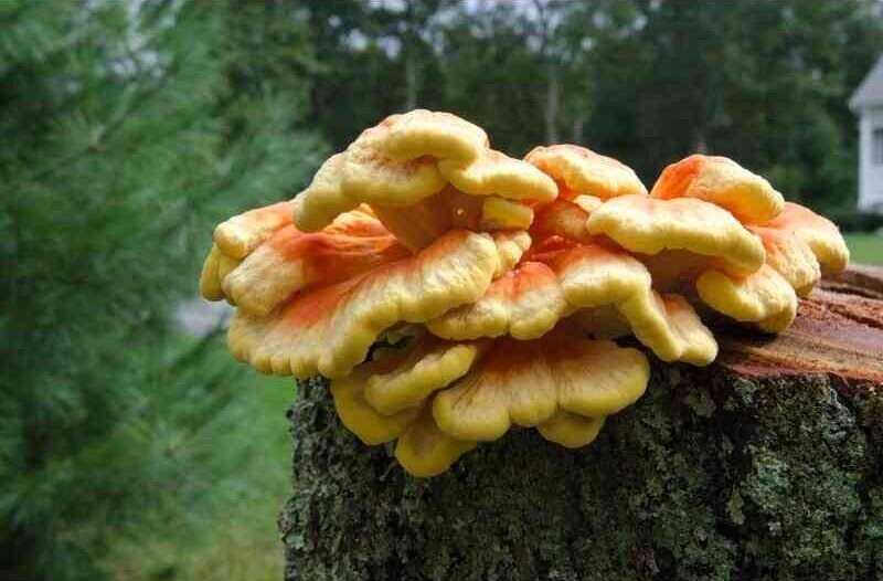 Chicken of the Woods recipe