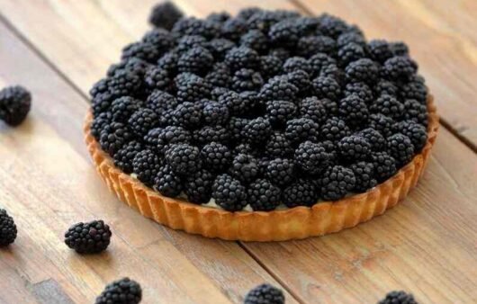 Blackberry Tart Recipe