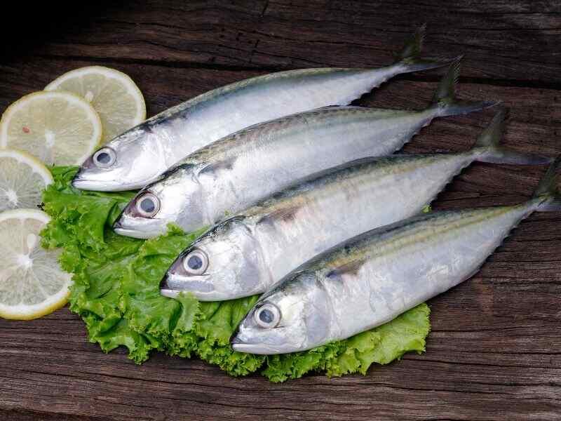 Fresh Mackerel